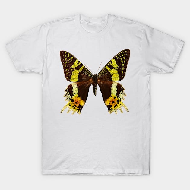 Beautiful Madagascan sunset moth T-Shirt by Blue Butterfly Designs 